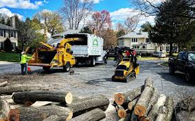 Best Tree Maintenance Programs  in Arnold, PA