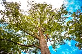 Best Arborist Consultation Services  in Arnold, PA