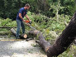 Best Tree Removal Service  in Arnold, PA