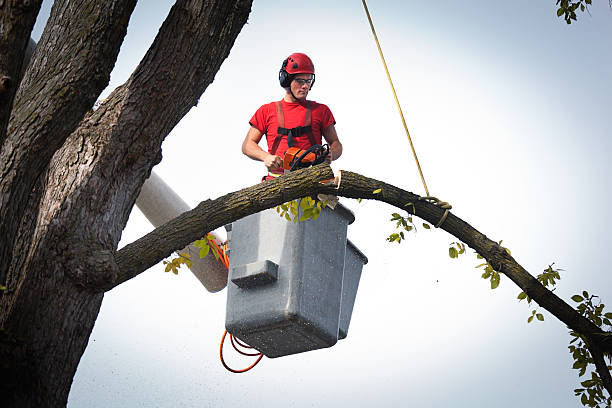 Best Stump Grinding and Removal  in Arnold, PA