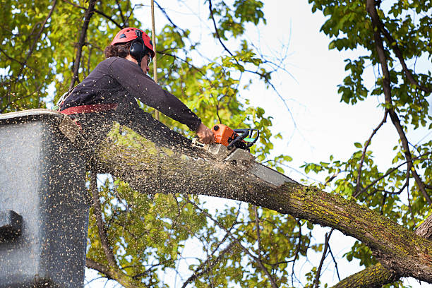 Best Palm Tree Trimming  in Arnold, PA